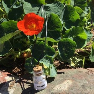 Crystals (Blue Agate)In A Bottle Mini
